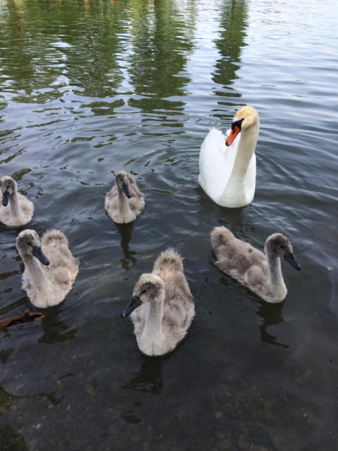 Gastezimmer Familie Calvet Wasserburg am Bodensee Buitenkant foto